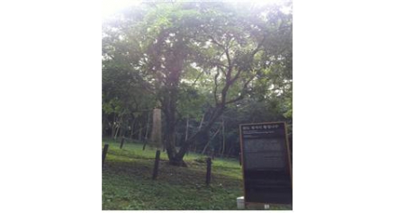 [재단] 천연자원연구센터, 전남황칠명품화·명소화육성 RIS사업 3차년도 추진